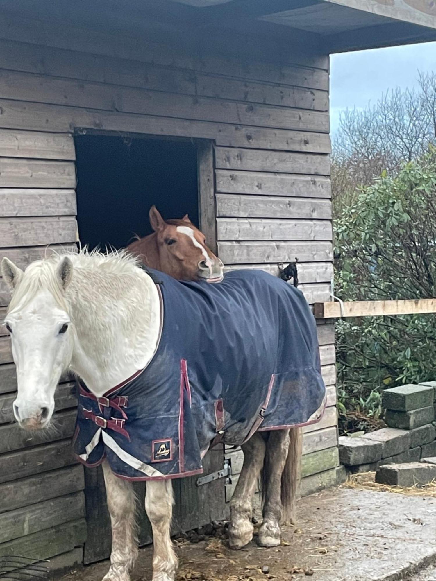 Letterfrack Farmhouse On Equestrian Farm In Letterfrack Beside Connemara National Park Tullywee Bridge المظهر الخارجي الصورة