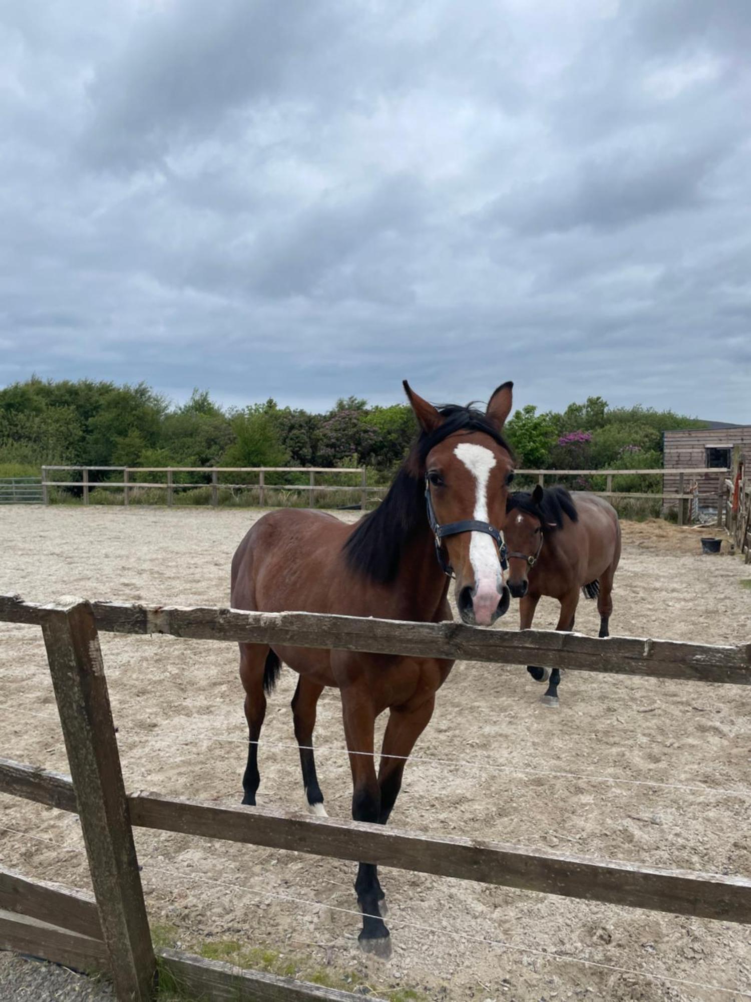 Letterfrack Farmhouse On Equestrian Farm In Letterfrack Beside Connemara National Park Tullywee Bridge المظهر الخارجي الصورة
