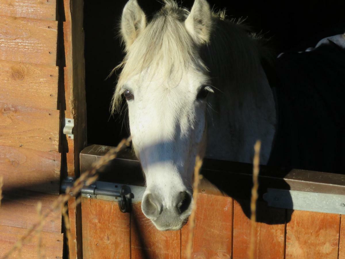 Letterfrack Farmhouse On Equestrian Farm In Letterfrack Beside Connemara National Park Tullywee Bridge المظهر الخارجي الصورة